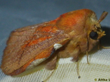 Trichopisthia igneotincta